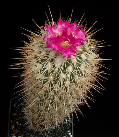 Gymnocactus_horripilus